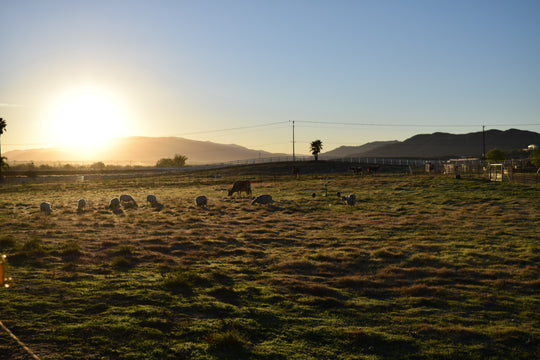 pasturebird farm and land to market certification regenerative