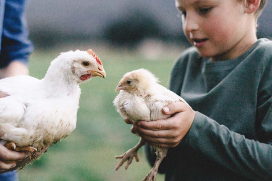 Common Myths / Misconceptions About Pasture-Raised Chicken