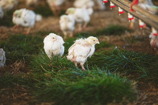 why chickens aren't vegetarians